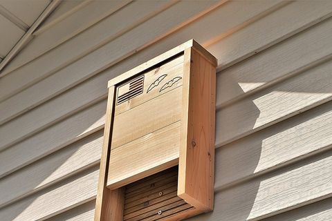 How To Attract Bats To Your Yard How To Make A Bat Box