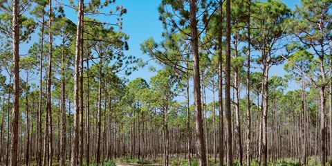 Tate's Hell State Forest, Florida