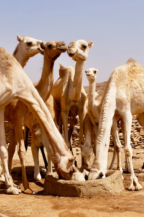 Camels Standing On Desert