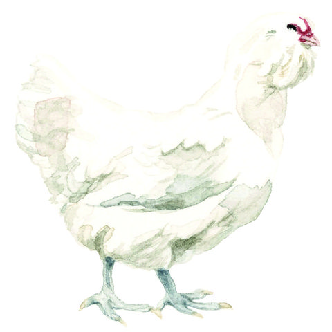 An Illustration of an Araucana Chicken