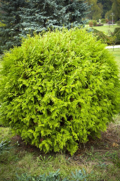 Evergreen And Flowering Shrubs, Small Round Bushes For Landscaping