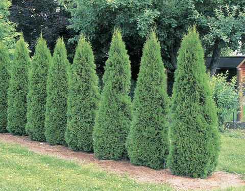 20 Fast Growing Shrubs And Bushes For Privacy Evergreen Shrubs