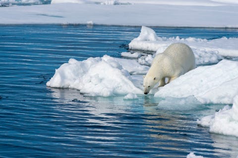 Chlamydia Found in Arctic Ocean - Bears Wake Up Early From Hibernation