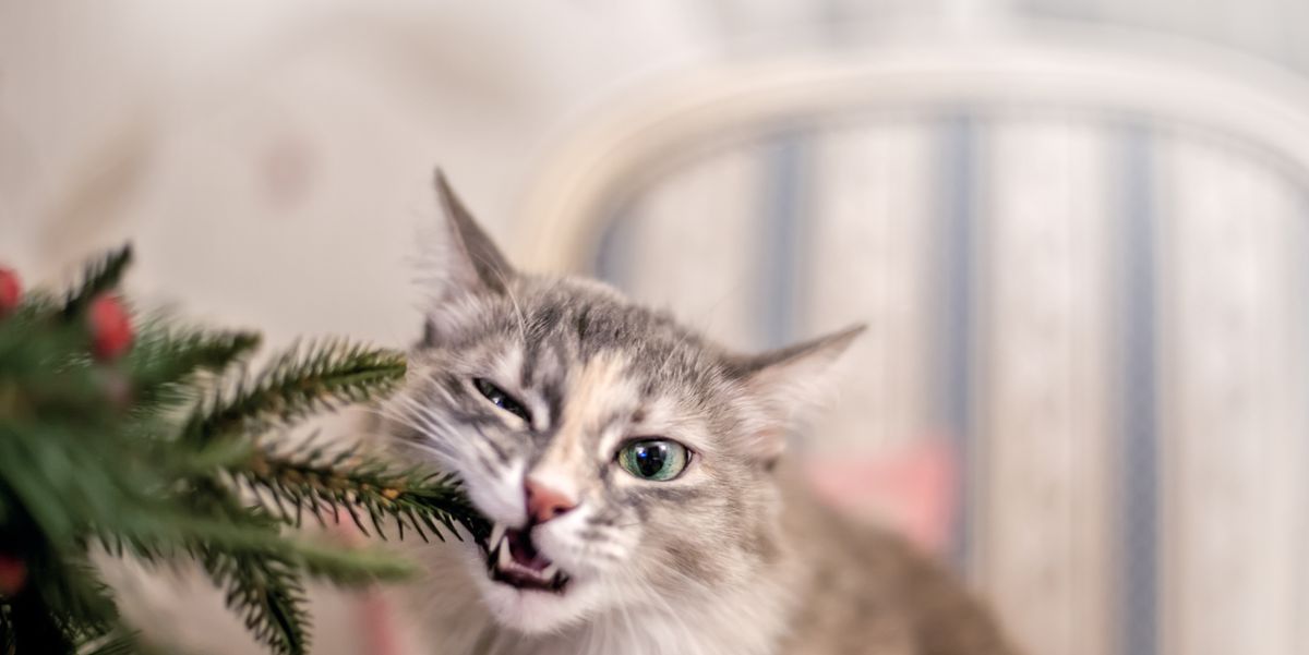 Are Poinsettias Poisonous To Cats And Dogs 5 Christmas Plants Toxic To Pets