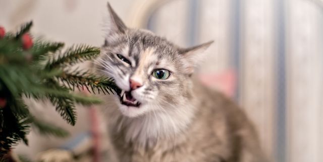 Toxic Plants To Avoid If You Have Pets