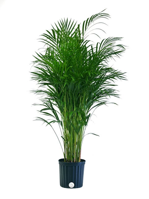 6 Air Cleaning Plants That Basically Do Your Spring For You Air Cleaning Plants