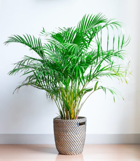 palmeras de interior