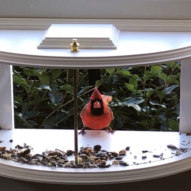arlmont and co krick view window tray bird feeder