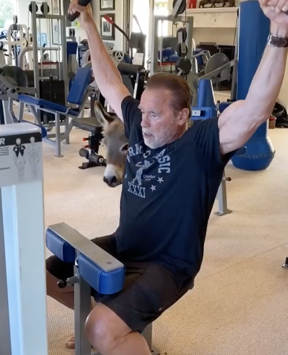 Arnold Schwarzenegger Shares Home Workout Video With His Donkey
