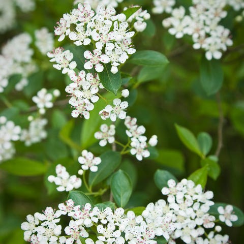 black chokeberry blossoms aronia melanocarpa   ground cover plants