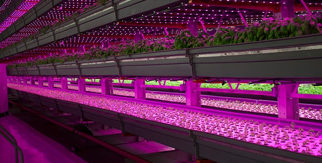 Is Indoor Vertical Farming the Future of Food? | Prevention