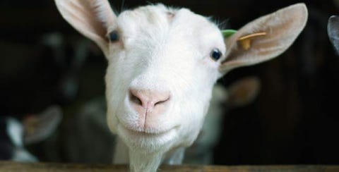 goats and goat cheese