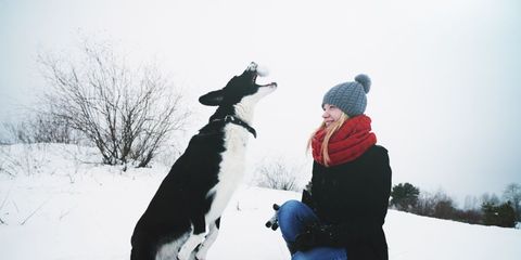 Winter, Dog breed, Carnivore, Dog, Freezing, Sporting Group, Snow, Playing in the snow, Fur, Companion dog, 