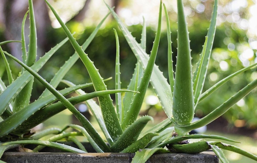 7 Beneficios Y Usos Alucinantes Del Aloe Vera 8286