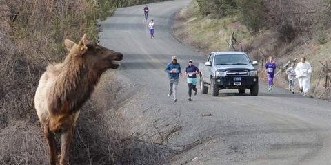 An elk enters a 5K