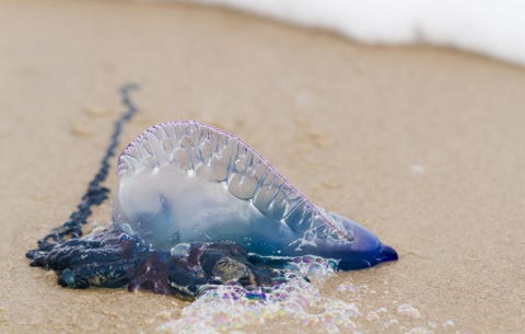 how to treat a jellyfish sting men s health