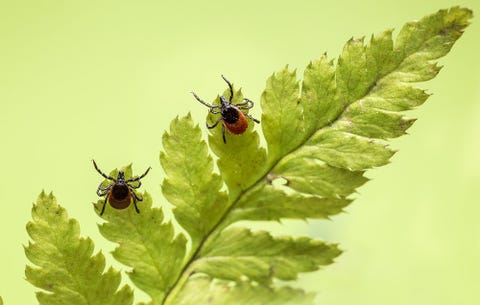 truth about lyme disease