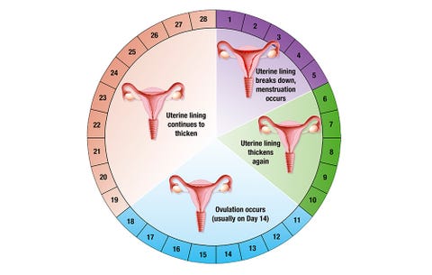 This Diet Tailored To Your Menstrual Cycle Could Help You Lose Weight ...