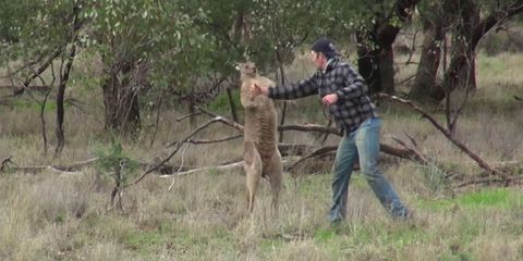 Man punches kangaroo