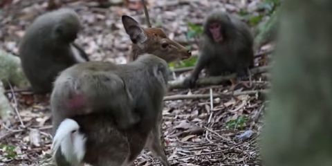 monkey having sex with deer