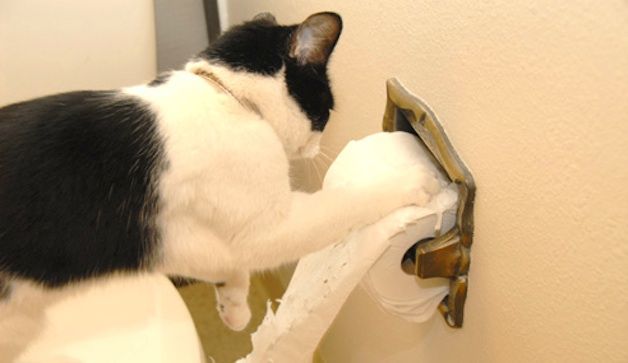 how to house train a cat