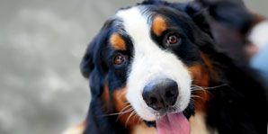 Dog breed, Vertebrate, Dog, Carnivore, Bernese mountain dog, Snout, Sharing, Companion dog, Greater swiss mountain dog, Canidae, 