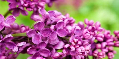 Petal, Purple, Flower, Violet, Pink, Magenta, Lavender, Colorfulness, Spring, Lilac, 