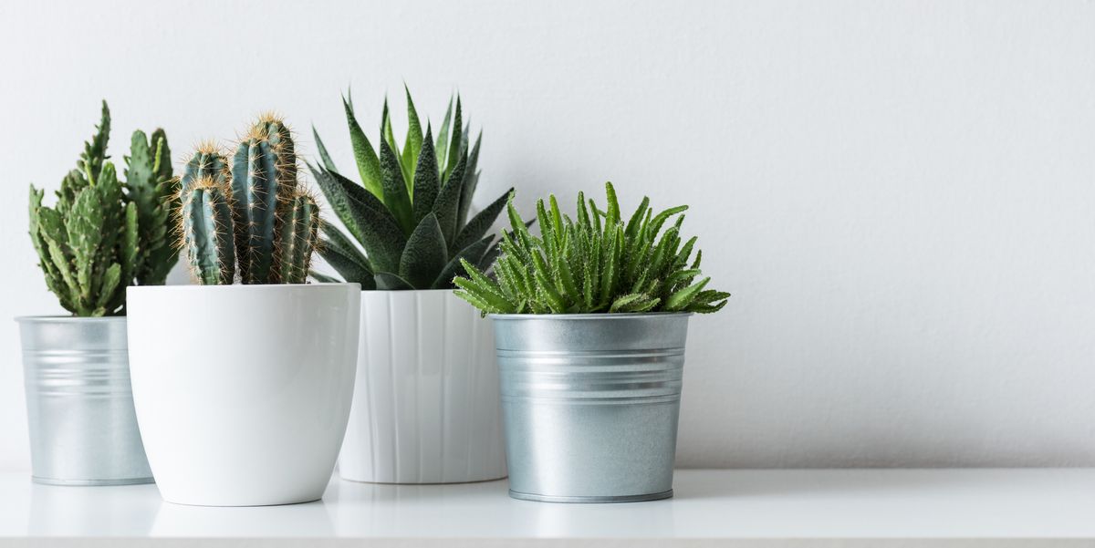 Best indoor fake plants for an apartment