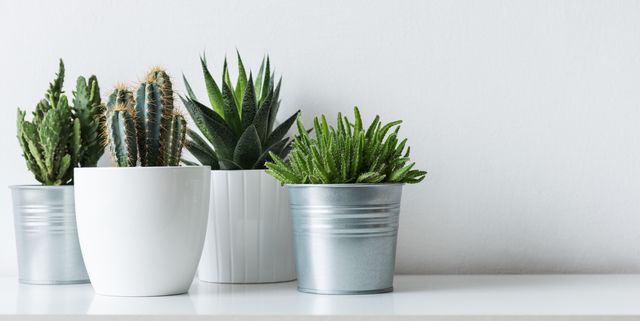  Best Artificial Plants  Best Places To Buy Fake Or Faux Plants - Is It Bad To Have Fake Plants In Your House