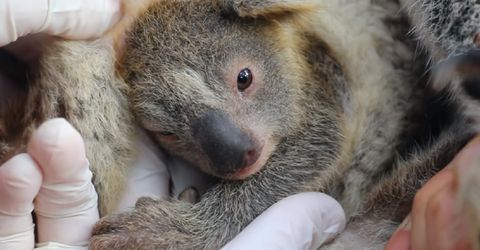 この子は希望の印 森林火災後の豪でコアラの赤ちゃんが誕生