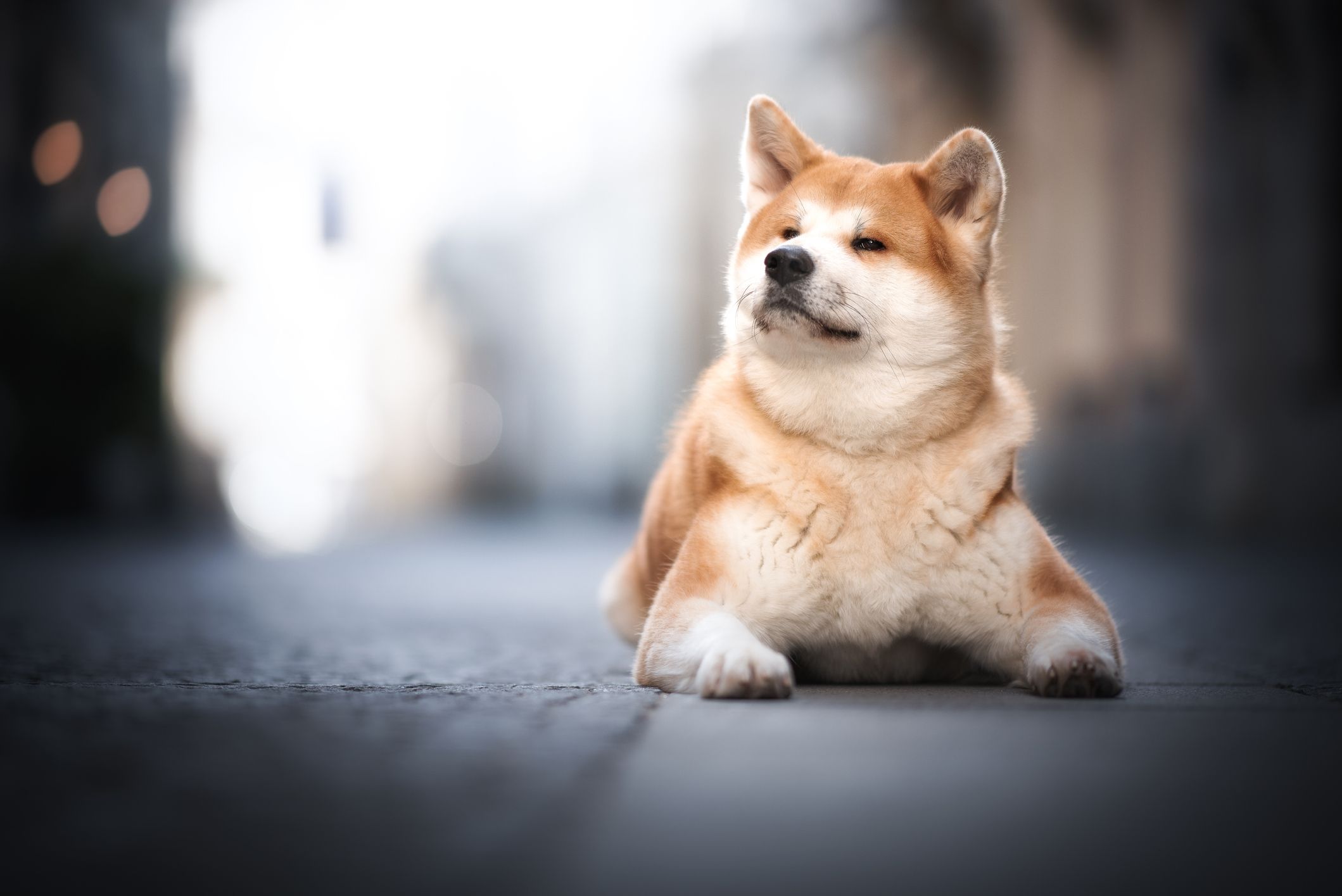 small asian dog