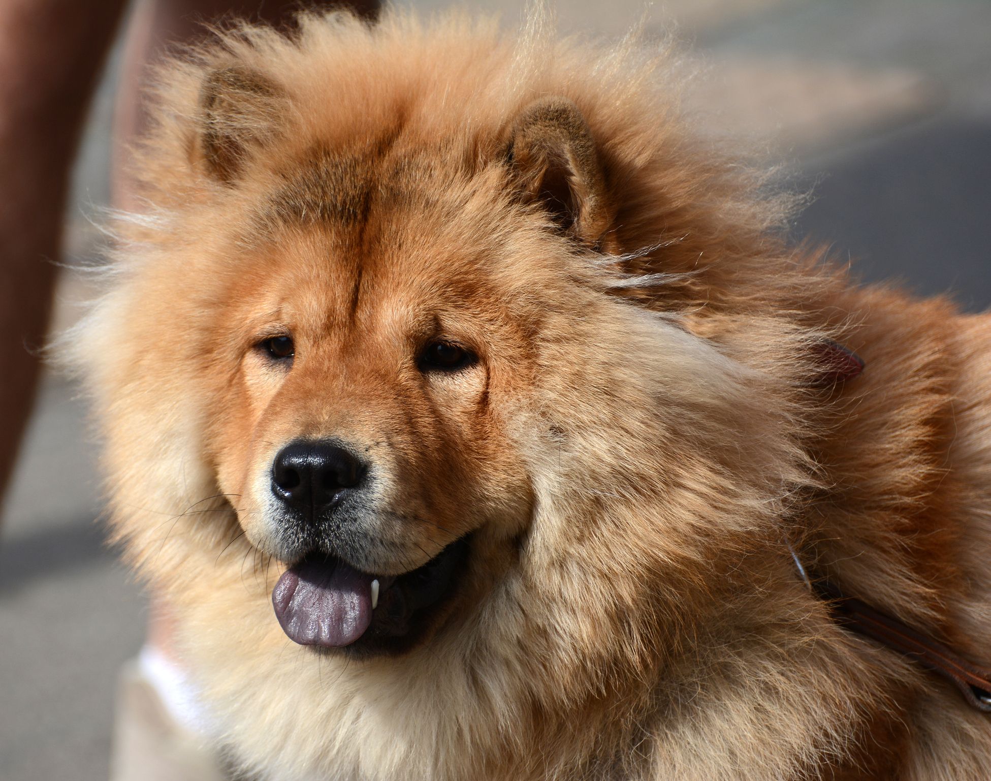 small fluffy chinese dog