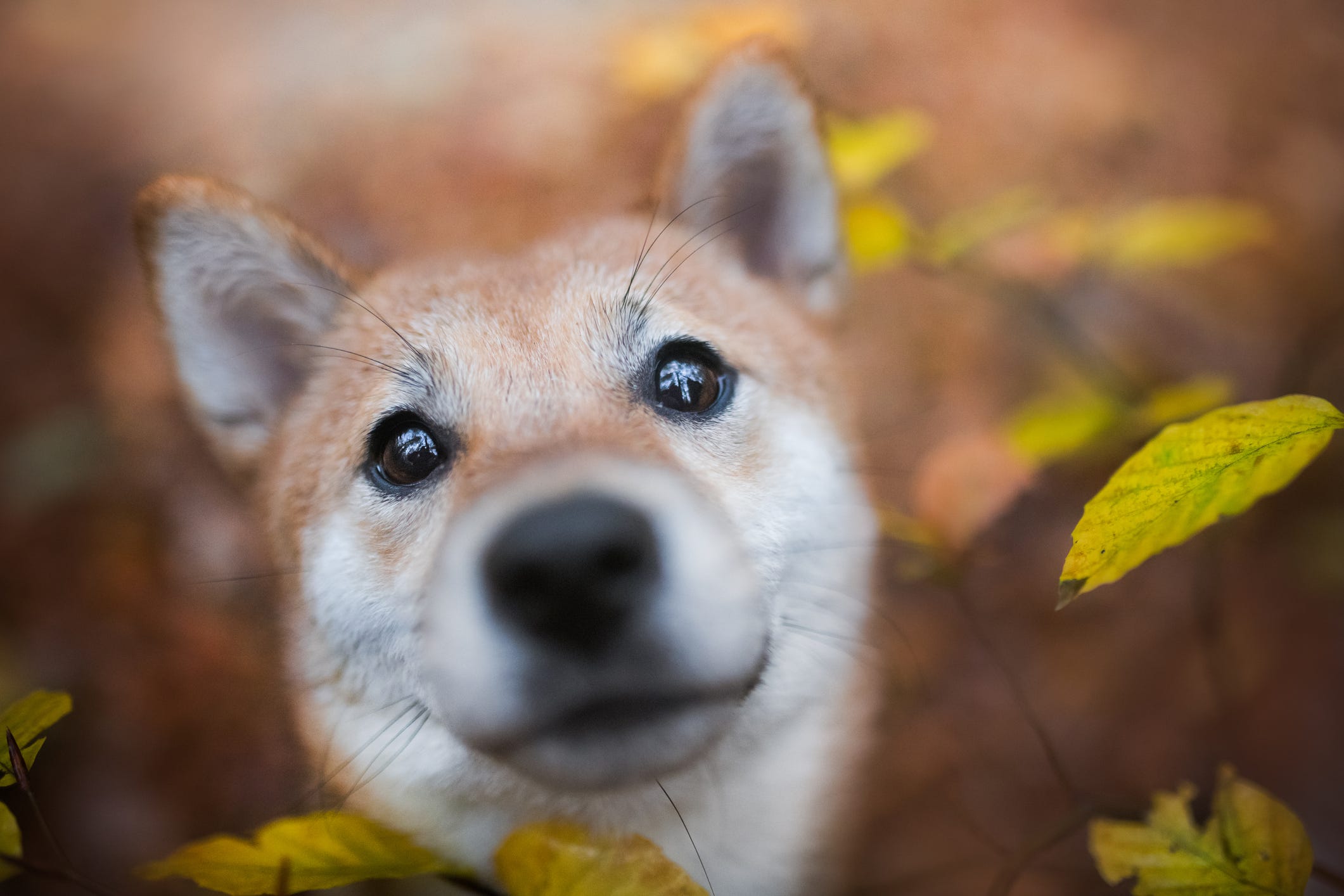 can a akita and a sapsali be friends