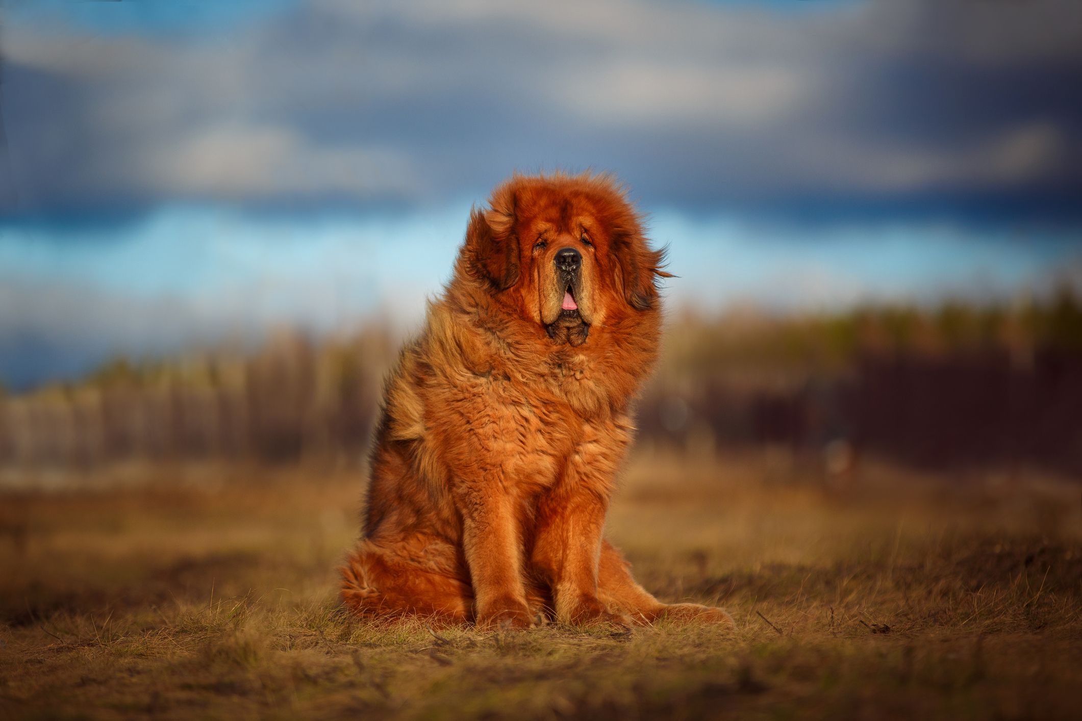 large asian dog breeds