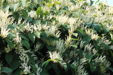 Asian knotweed donkey rhubarb invasive species in bloom