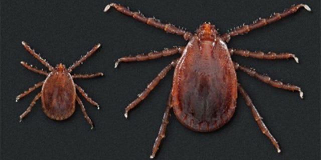 asian longhorned tick