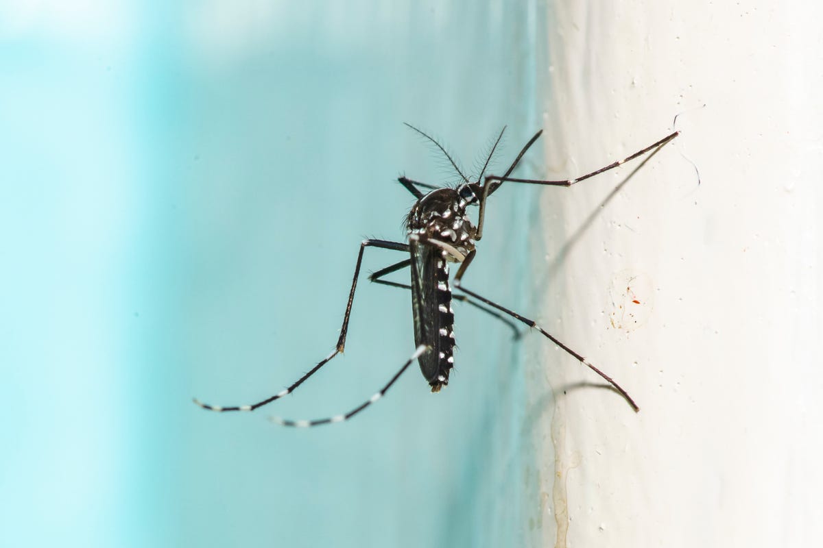 The Tiger Mosquito in the Netherlands: Should We Be Worried About Dengue Fever?