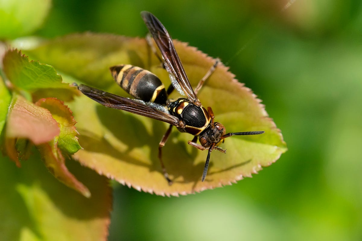 An Asian Hornet Has Been Spotted Hibernating In Jersey — Here's What We ...