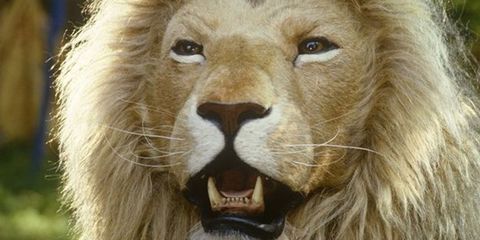 aslan, lion,