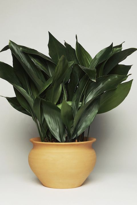 30 Best Indoor Plants For Apartments Best Houseplants For Apartment Dwellers