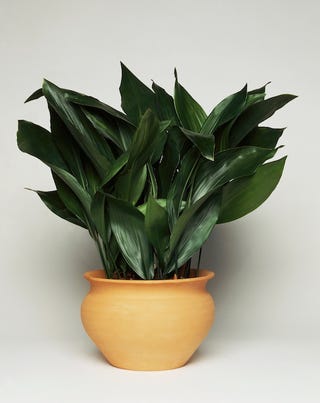 25 Best Indoor Plants For Apartments Low Maintenance Plants For