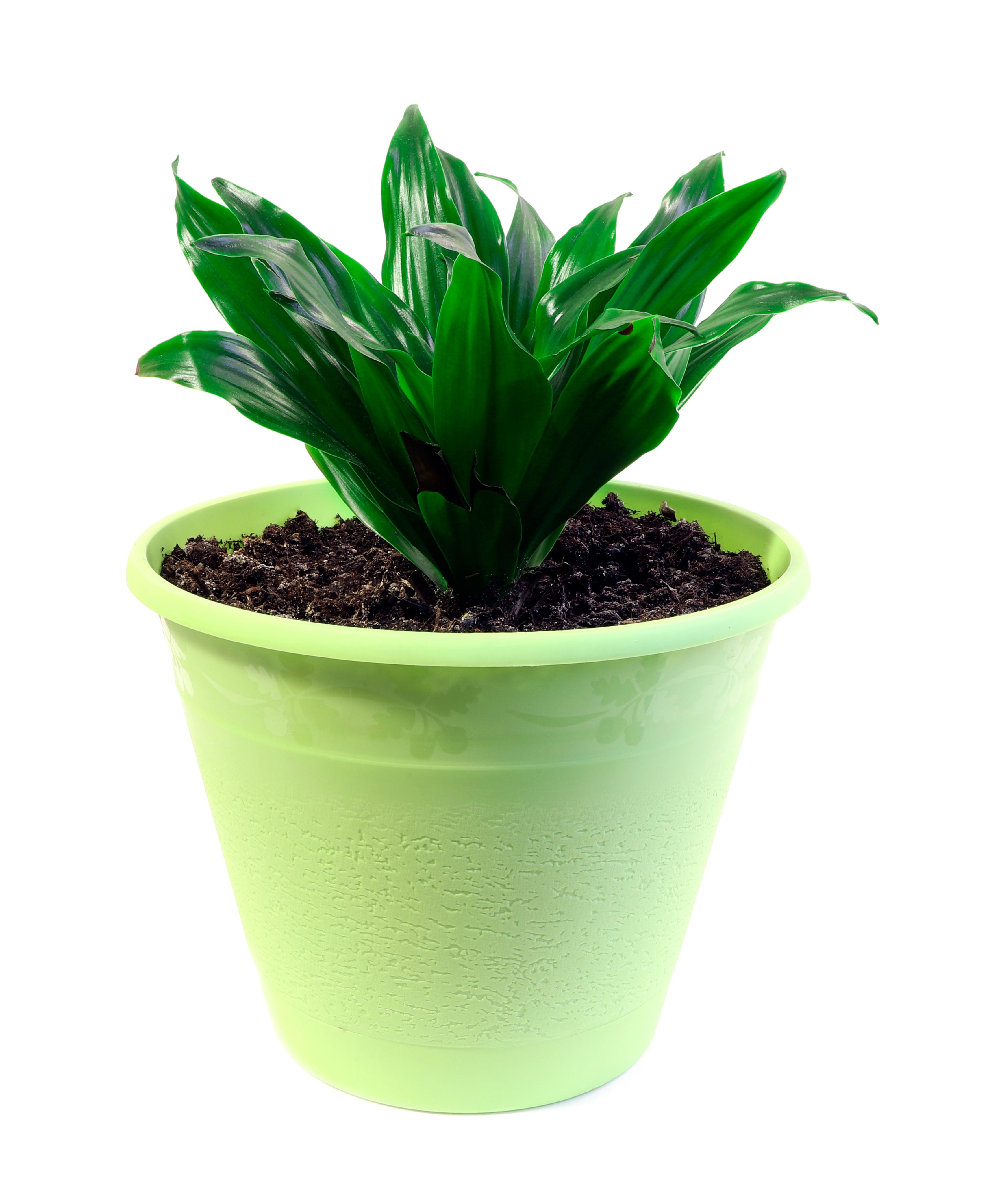 20 Best Indoor Plants   Low Maintenance Indoor Plants to Grow