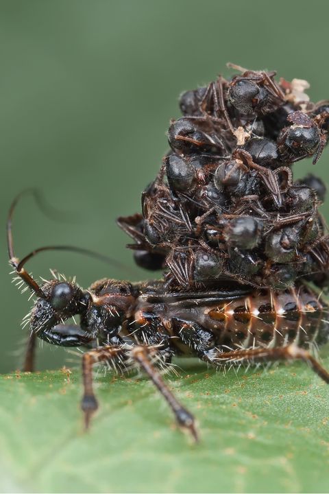 Ant-snatching assassin bug nymph