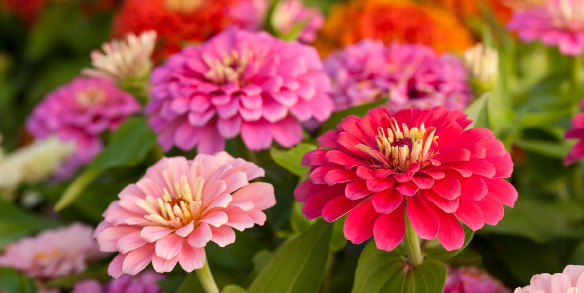 How To Grow Beautiful Zinnia Flowers Harvesting And Planting Zinnia Seeds