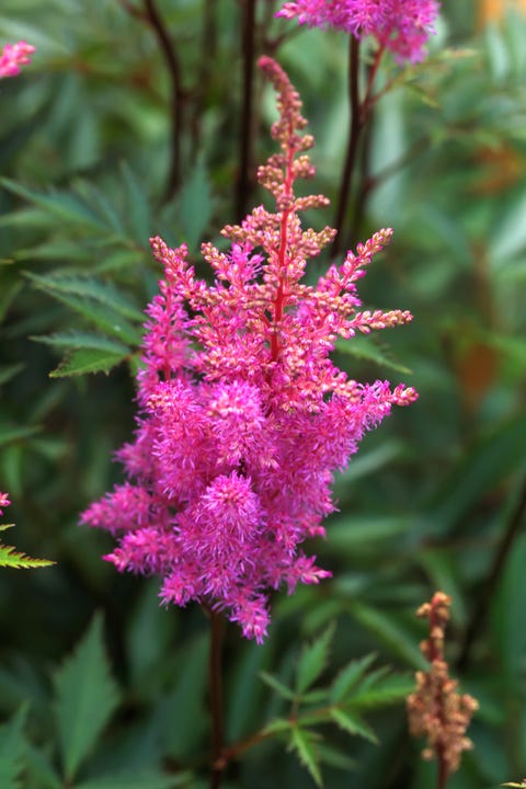 Astilbe