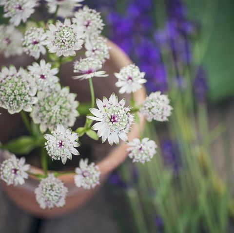 Flower, Plant, Lilac, Flowering plant, Botany, Spring, Cow parsley, Wildflower, Photography, Parsley family, 