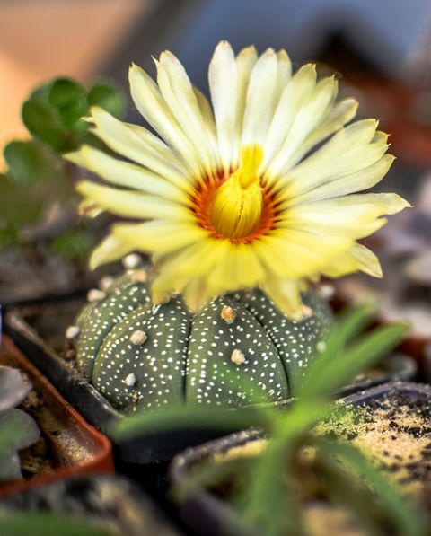 Astrophytum asterias cactus with yellow flower
