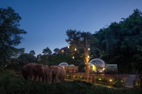 去泰國別再騎大象！到「雨林泡泡屋」和大象一起入眠，躺在被窩裡還可以數星星真的好浪漫！