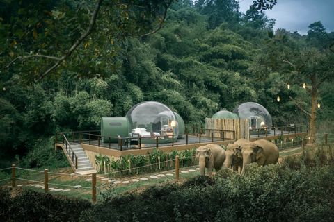 去泰國別再騎大象！到「雨林泡泡屋」和大象一起入眠，躺在被窩裡還可以數星星真的好浪漫！