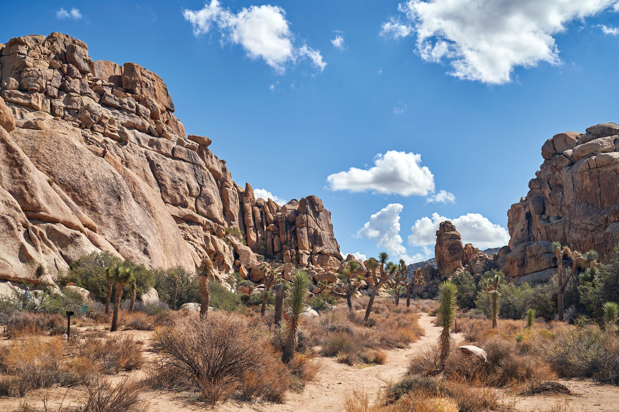 Navigating the Parking Lots of Joshua Tree National Park: A Comprehensive Guide